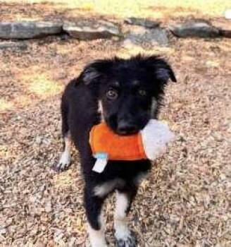 Birdie -  Shepherd and Border Collie Dog for Adoption in Sudbury, Massachusetts - Birdie | PetCurious