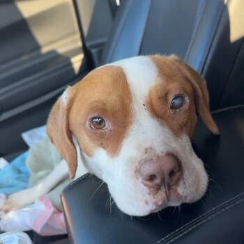 Carl 5199 -  Mixed Breed Dog for Adoption in Hamilton, Georgia - Carl 5199 | PetCurious