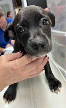 Marcy -  Labrador Retriever and Mixed Breed Dog for Adoption in Gainesville, Florida - Marcy | PetCurious