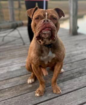 Douglas -  Mixed Breed Dog for Adoption in Northwood, New Hampshire - Douglas | PetCurious