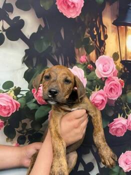 Pit Bull Terrier and Mixed Breed Dogs Available for Adoption in San Bernardino, California - BISCOFF | PetCurious