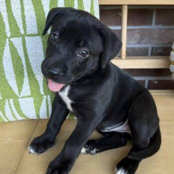 Joplin Rocknroll -  Labrador Retriever and Husky Dog for Adoption in Andover, Massachusetts - Joplin Rocknroll | PetCurious