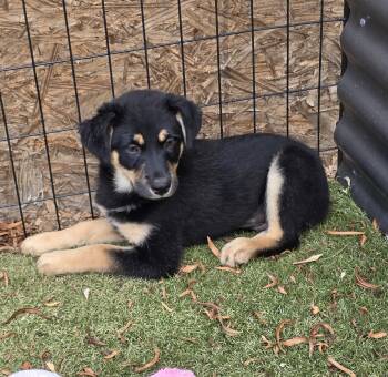 Coco -  German Shepherd Dog and Rottweiler Dog for Adoption in Apache Junction, Arizona - Coco | PetCurious