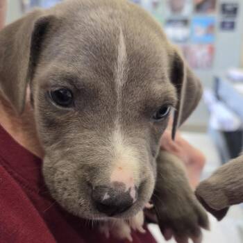 TX4164 Thor -  Terrier and Mixed Breed Dog for Adoption in Port Washington, New York - TX4164 Thor | PetCurious