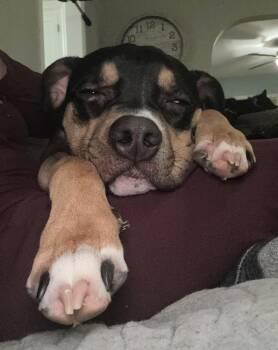 Staffordshire Bull Terrier and Pit Bull Terrier Dogs Available for Adoption - Dewey | PetCurious