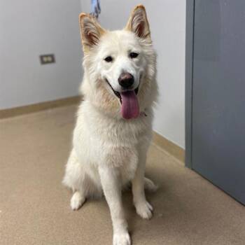 MARSHMALLOW -  Husky Dog for Adoption in Aurora, Colorado - MARSHMALLOW | PetCurious