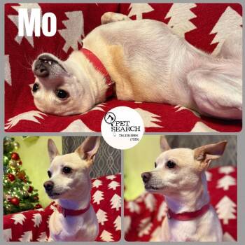 Rescue Chihuahua and Mixed Breed Dogs for Adoption in Washington, Pennsylvania - Mo | PetCurious