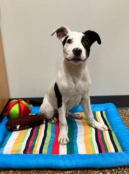 Mixed Breed Dogs Available for Adoption - Goose | PetCurious