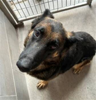 German Shepherd Dog and Mixed Breed Dogs Available for Adoption in Albuquerque, New Mexico - MARY | PetCurious