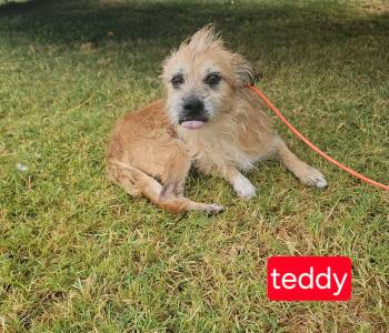 Teddy -  Terrier Dog for Adoption in Fort Worth, Texas - Teddy | PetCurious