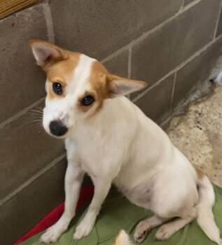 bree -  Mixed Breed Dog for Adoption in Lakeland, Georgia - Bree | PetCurious