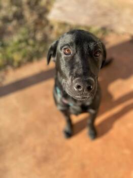 Rescue Labrador Retriever Dogs for Adoption in Shawnee, Oklahoma - Bruno | PetCurious