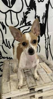 Rescue Chihuahua Dogs for Adoption in New Bedford, Massachusetts - Jacklyn | PetCurious