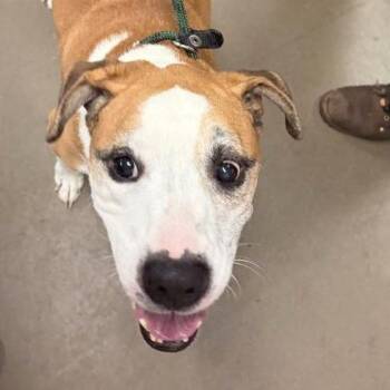 Iggy -  Mixed Breed Dog for Adoption in Asheville, North Carolina - Iggy | PetCurious
