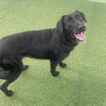 Archie 2561 -  Mixed Breed Dog for Adoption in Loxahatchee Groves, Florida - Archie 2561 | PetCurious