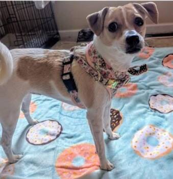 Miss Pixie -  Chihuahua and Terrier Dog for Adoption in Aurora, Indiana - Miss Pixie | PetCurious
