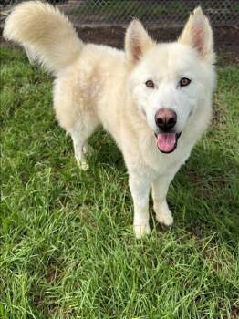 Alaskan Malamute Dogs Available for Adoption in Conroe, Texas - GHOST | PetCurious