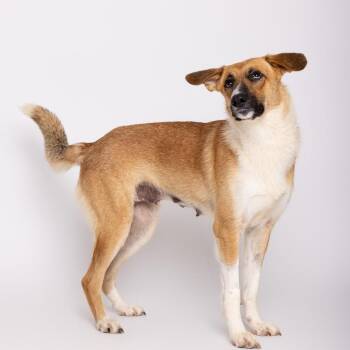 Catness -  Mixed Breed Dog for Adoption in Leander, Texas - Catness | PetCurious