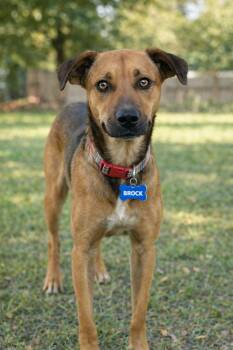 Black Mouth Cur Dogs Available for Adoption - Brock | PetCurious