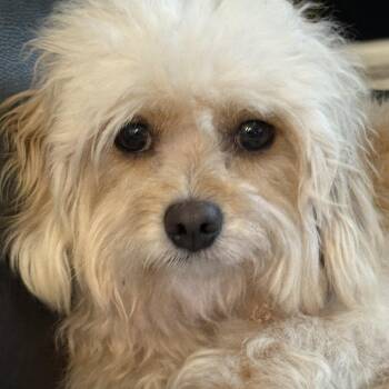 Shih Tzu and Poodle Dogs Available for Adoption in Alafaya, Florida - Henry | PetCurious