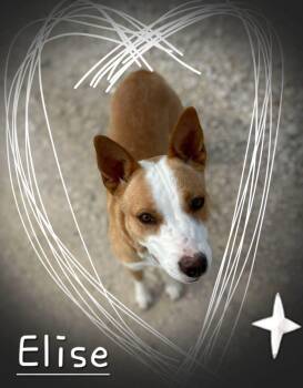 Elise -  Australian Cattle Dog Blue Heeler Dog for Adoption in Bowie, Texas - Elise | PetCurious