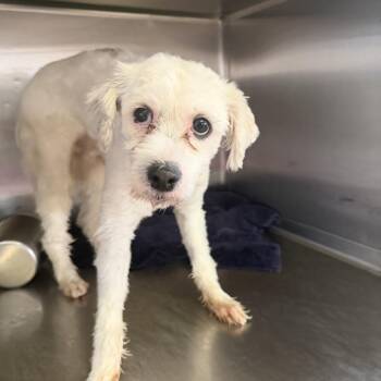 Rescue Maltese Dogs for Adoption in Northbrook, Illinois - Marshmallow Monster | PetCurious