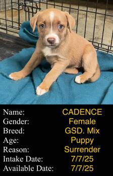 Rescue German Shepherd Dog Dogs for Adoption in Portales, New Mexico - Cadence | PetCurious