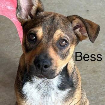 Bess -  Rottweiler and Australian Cattle Dog Blue Heeler Dog for Adoption in Krum, Texas - Bess | PetCurious