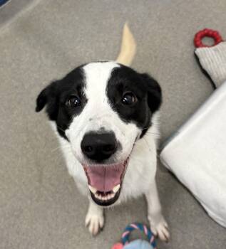 Border Collie Dogs Available for Adoption - Tallulah 1 Year | PetCurious