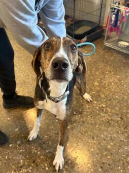 Rescue Coonhound and Mixed Breed Dogs for Adoption in Louisville, Kentucky - Conner | PetCurious