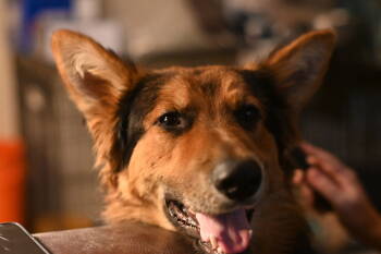 Rescue German Shepherd Dog Dogs for Adoption in Modesto, California - Ichabod | PetCurious