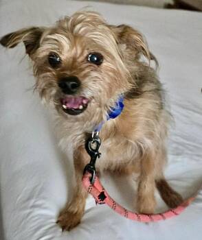 Yorkshire Terrier and Wirehaired Terrier Dogs Available for Adoption - Fuzz * WV | PetCurious