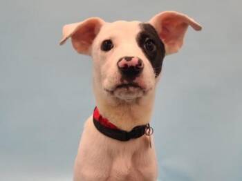 Rogue -  Pointer and Mixed Breed Dog for Adoption in Golden Valley, Minnesota - Rogue | PetCurious