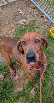 Rescue Redbone Coonhound Dogs for Adoption in Hillsboro, Ohio - Ruby | PetCurious