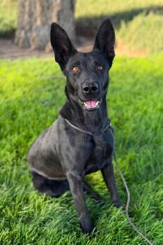 Lola -  Belgian Shepherd Malinois Dog for Adoption in Kuna, Idaho - Lola | PetCurious