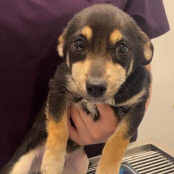 Felix -  Chihuahua Dog for Adoption in St. Augustine, Florida - Felix | PetCurious