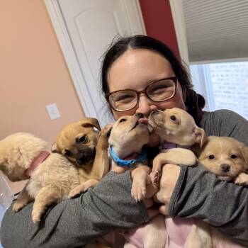 Chihuahua Dogs Available for Adoption in Chicago, Illinois - Almost Home Litter (5 TOTAL TO BE INDIVIDUALLY MATCHED) | PetCurious