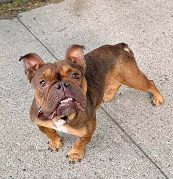NELLI -  English Bulldog Dog for Adoption in Boston, Massachusetts - NELLI | PetCurious