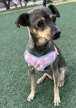Chiweenie Dogs Available for Adoption in Bell Gardens, California - PENNY | PetCurious