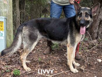 Livvy -  German Shepherd Dog Dog for Adoption in Washington, Georgia - Livvy | PetCurious