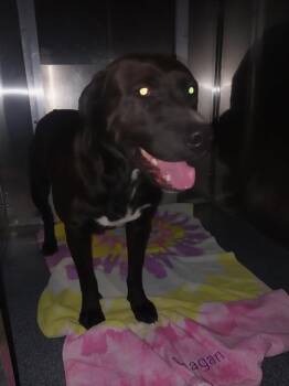 Mixed Breed Dogs Available for Adoption - STAN | PetCurious