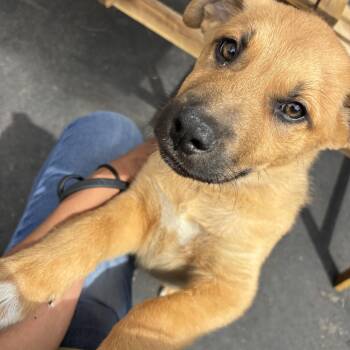 Cattle Dog and German Shepherd Dog Dogs Available for Adoption in Rancho Santa Margarita, California - Cowboy | PetCurious