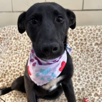 Pineapple -  Shepherd and Mixed Breed Dog Available for Adoption in West Point, Mississippi - Pineapple | PetCurious