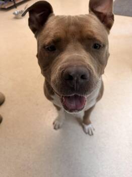 Jaxx -  Pit Bull Terrier Dog for Adoption in Deering, New Hampshire - Jaxx | PetCurious