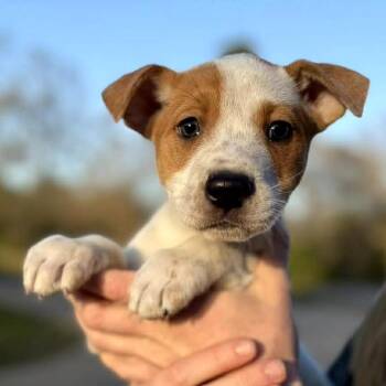 Mixed Breed Dogs Available for Adoption in Rockville, Maryland - Pickle | PetCurious