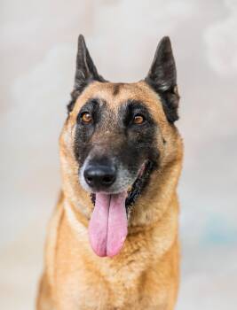 SHAKIRA -  Belgian Shepherd Malinois Dog for Adoption in Pasadena, California - SHAKIRA | PetCurious