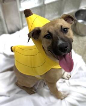 Terrier and Mixed Breed Dogs Available for Adoption - Hannah | PetCurious