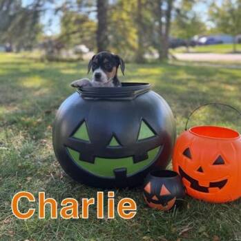 Rescue Beagle Dogs for Adoption in Orland Hills, Illinois - Charlie | PetCurious