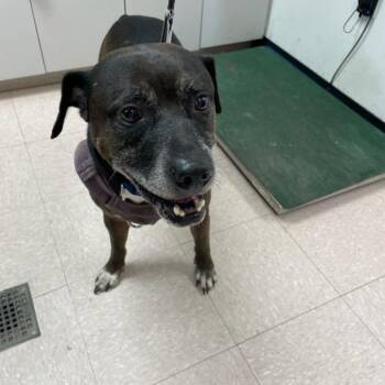 Rooster -  Mixed Breed Dog for Adoption in West Palm Beach, Florida - Rooster | PetCurious
