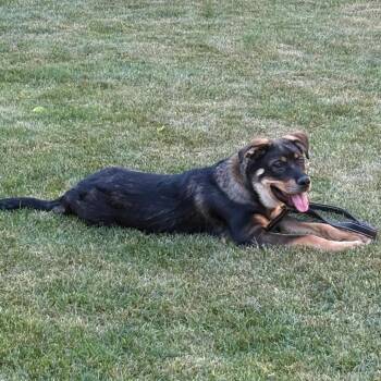 Scout -  Rottweiler and Husky Dog for Adoption in Clavet, Saskatchewan - Scout | PetCurious